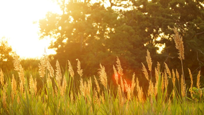 Sonnenuntergang über hohem Gras mit Bäumen im Hintergrund