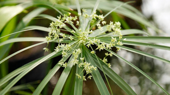Papyrus - Blüte