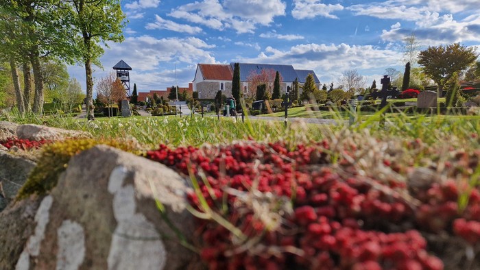 En fredfyldt kirkegård med livlige røde blomster, frodig grønne omgivelser og en fjern kirke i et lyst, solrigt landskab.
