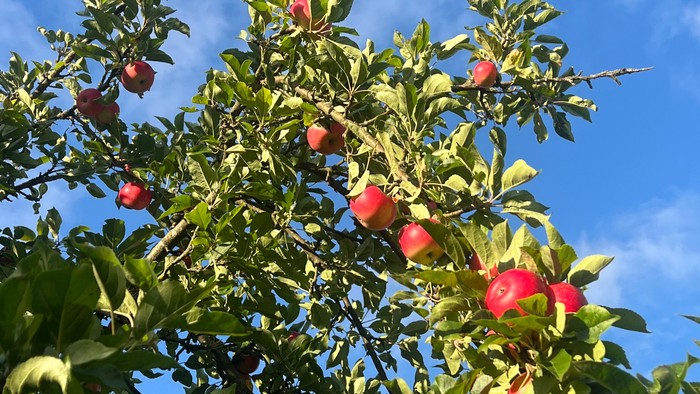 Frodige æbletrægrene bøjer under vægten af klare røde og grønne æbler under en klar blå himmel.