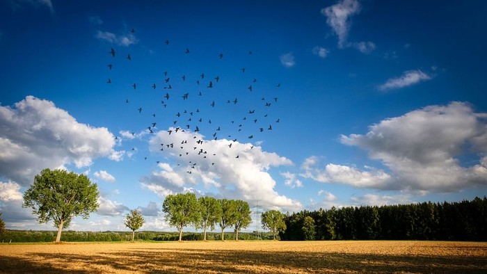 En stor flok mørke fugle flyver over et åbent mark med træer og skov i baggrunden under en klar blå himmel med hvidt og grå skyer.