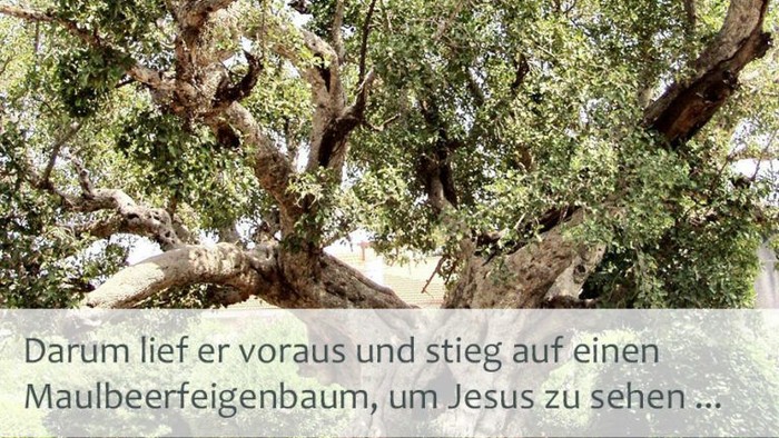 Maulbeerfeigenbaum