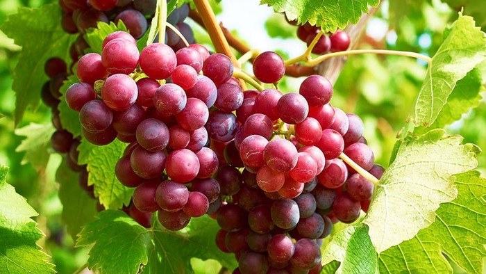 Weinrebe