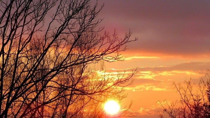 En betagende solnedgang med en glødende orange sol bag nøgne grene og skyede himmel.
