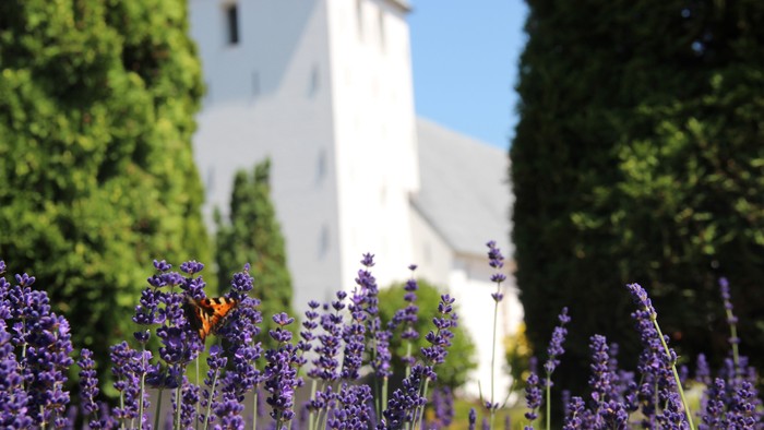 sommerfoto af kirken med lavendler og en sommerfugl i forgrunden