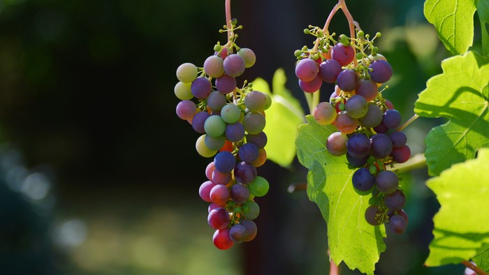 Bibel und Wein