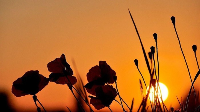 Blumen vor untergehender Sonne
