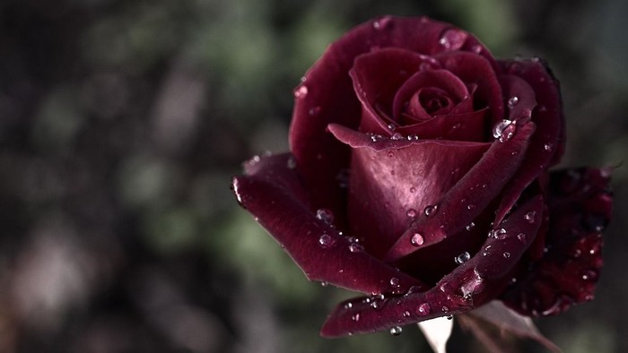 Eine Nahaufnahme einer dunkelroten Rose mit Tautropfen.