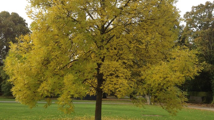 En stor træ med gule blade i en park.
