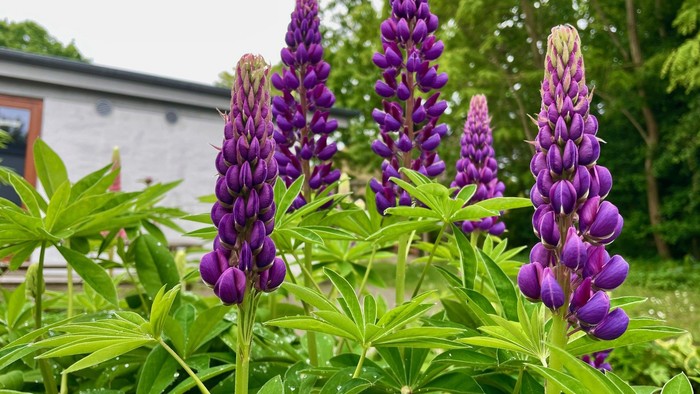 Lupiner i haven