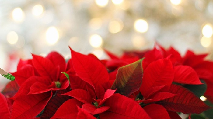 Røde poinsettier foran lysende juledekor.