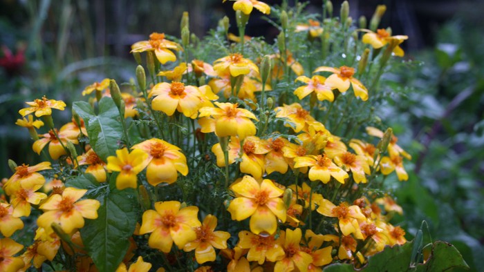 Leuchtend gelbe Blumen mit orangen Zentren in einem Garten.