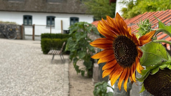 En charmerende havegang omkranset af solsikker med rustikke stenbygninger i baggrunden.