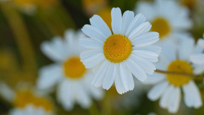Leuchtend weiße Gänseblume mit einem lebendigen gelben Zentrum zwischen unscharfem grünem Laub und anderen Blumen.