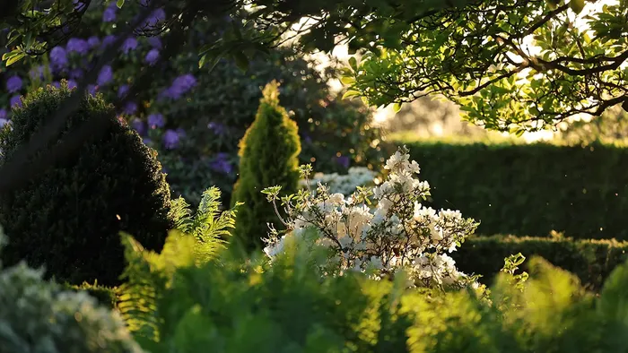 Blomstrende busk på kirkegården