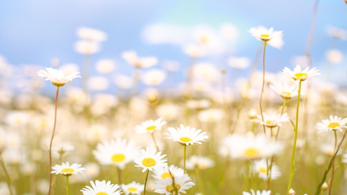 Helles Feld weißer Gänseblümchen unter einem klaren, sonnigen blauen Himmel.