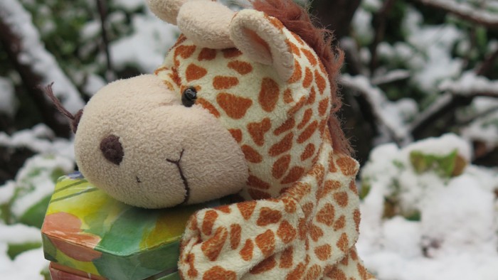 En håndpuppe af en girafe holder en lille kasse.