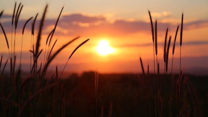 Gyldent solnedgang kigger frem mellem højt græs og kaster varme nuancer hen over horisonten.