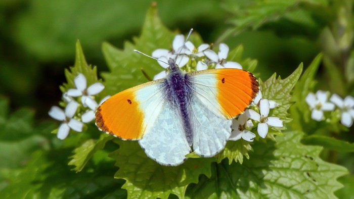 Aurorafalter auf einem Blatt mit kleinen Blumen