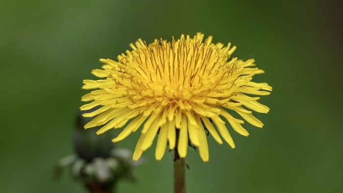 Lysende gul mælkebøtteblomst med indviklede kronblade og central skive mod en sløret grøn baggrund.
