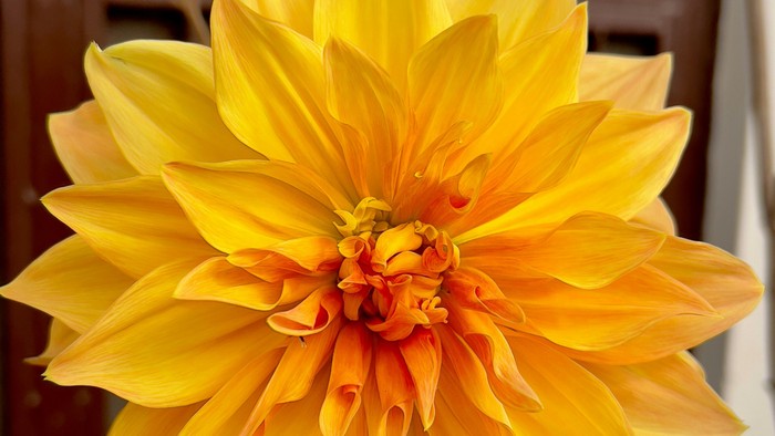 En stor gul blomst i en vase.