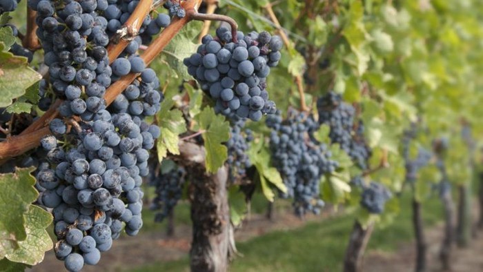 Grapes hanging on vines in a vineyard