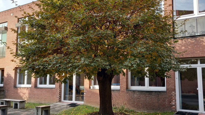 Ein Baum mit einigen welken und einigen grünen Blättern vor einem Gebäude