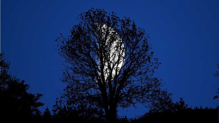 Et silhouetteret træ står mod en dybblå himmel med en klar måne delvist synlig.