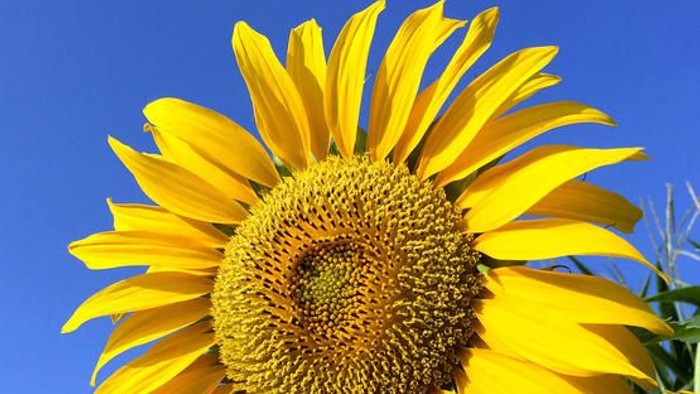 Eine leuchtend gelbe Sonnenblume ragt hoch gegen den klaren blauen Himmel.
