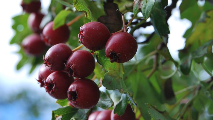Rødgrønne blad og bær på træ