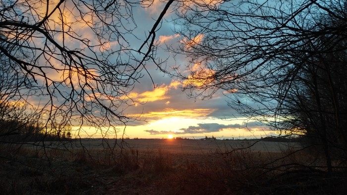 En solnedgang gennem skovens grene
