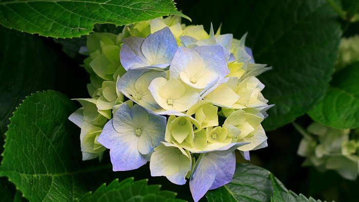 En blomst med blå og hvide blomsterblade på en grøn plante.