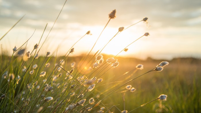 En åben mark med blomster under solnedgang