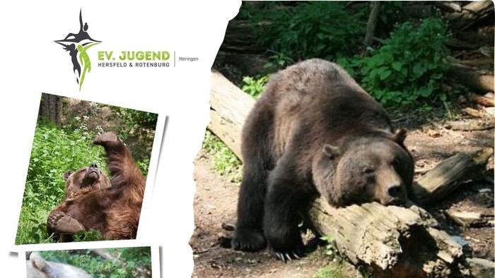 Plakat für einen alternativen Bärenpark-Ausflug einer evangelischen Jugendgruppe in Breitenworbis, Beginn um 9 Uhr.