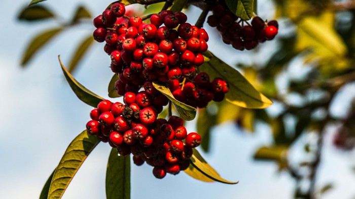 Rød frukt på trægren med grønne blade