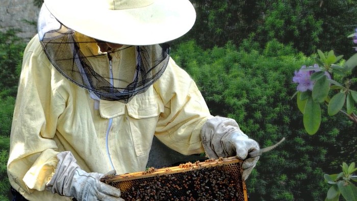 Ein Imker überprüft sorgfältig einen Wabenrahmen in einem Bienenstock, während er Schutzkleidung trägt.