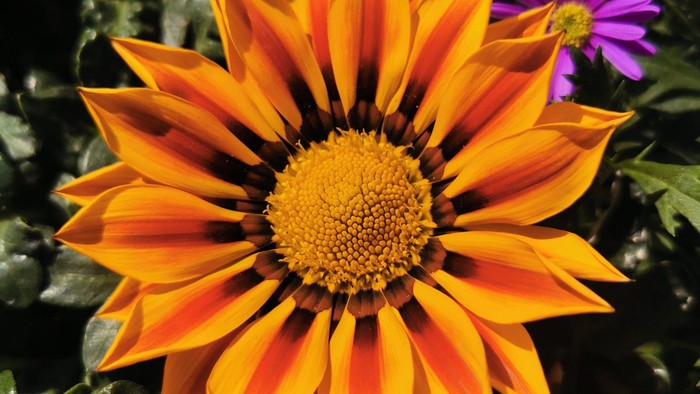 Leuchtend orangefarbene, gänseblümchenartige Blüte mit strukturierter Mitte, umgeben von üppigem grünem Laub und violetten Blüten.