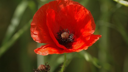 Remembrance Evensong