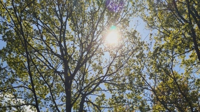 Solen skinner ind gennem trækronerne på kirkegården