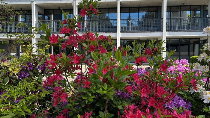 Farverige blomstrende azaleaer indrammer en moderne fleretagers bygning med altaner under klar himmel.
