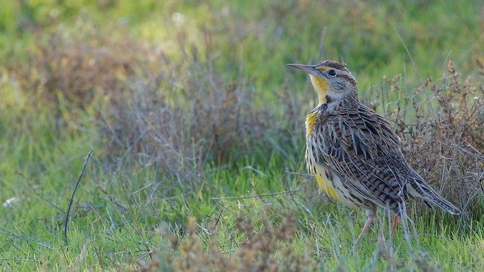 Lerche steht auf einer Wiese