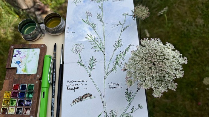 Auf einem Naturtagebuch sind eine blühende Wildpflanze, ihre Blütenstände und eine Raupe skizziert und mit Notizen ergänzt. Daneben liegen Aquarellfarben, Pinsel und ein Füller, während die echte Pflanze zum Vergleich auf dem Blatt platziert ist.