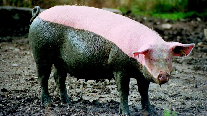 Ein Schwein steht auf einem matschigen Auslauf; eine Körperhälfte ist rosa, die andere ist nach dem Suhlen dunkel von Schlamm bedeckt. Das Bild zeigt anschaulich ein Tier in seinem natürlichen Bedürfnis nach Abkühlung und Körperpflege.