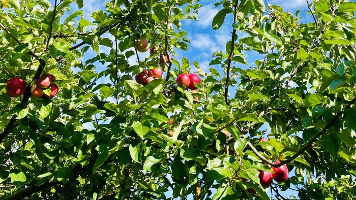 En æbletræ med røde æbler mod en blå himmel med hvidt tåge.