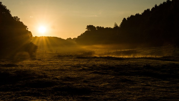 Solopgang over en neblig skov