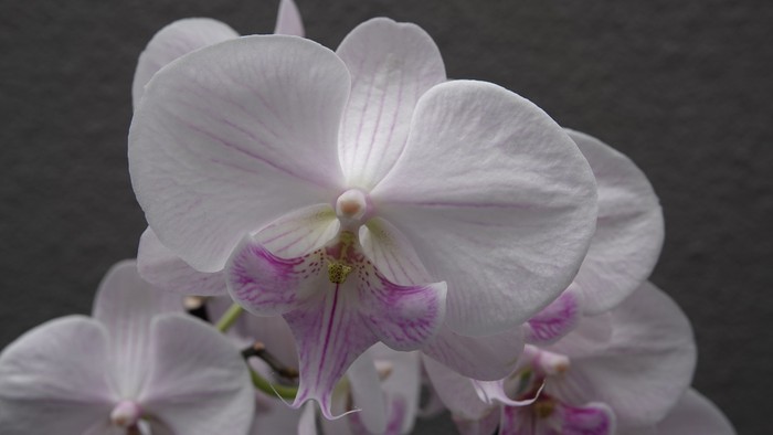 Weiße Orchideenblüten mit lila Akzenten vor dunklem Hintergrund