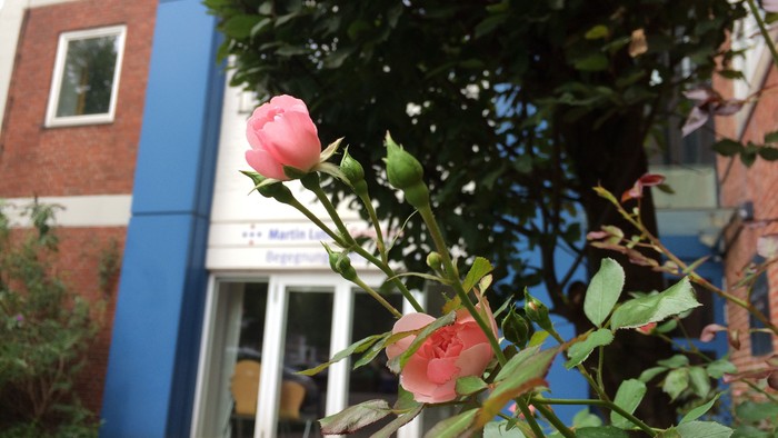 Eine pinke Rose blüht vor einem Backsteingebäude mit blauen Akzenten und einem Schild mit der Aufschrift „Museum“.