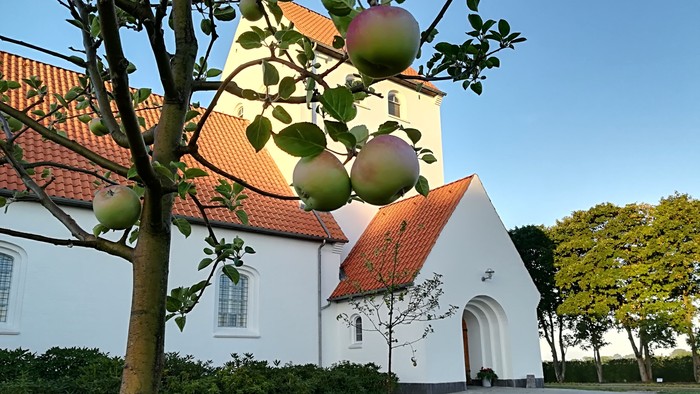 En hvid kirke med røde tag og en træ med æbler i forgrunden