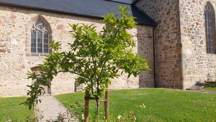 Ein kleiner Baum im Kreuzgarten, dahinter die südliche Außenwand der Stiftskirche Kaufungen