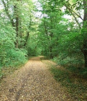 Wald_Lausecker.jpg